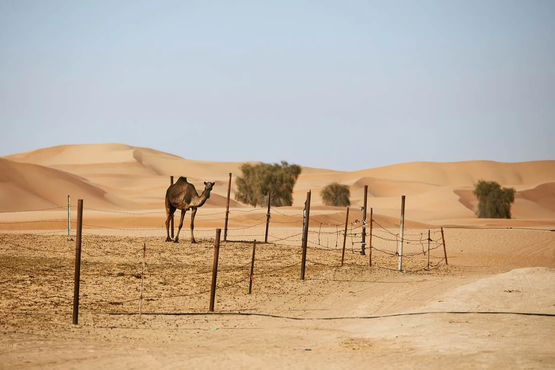 4x4 convoy dune bashing in the Liwa desert