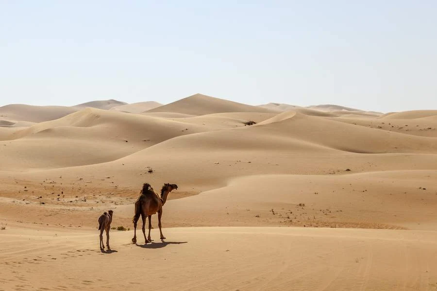 Camels crossing the dunes of the Empty Quarter near Liwa